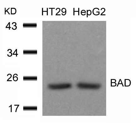 Polyclonal Antibody to BAD (Ab-136)