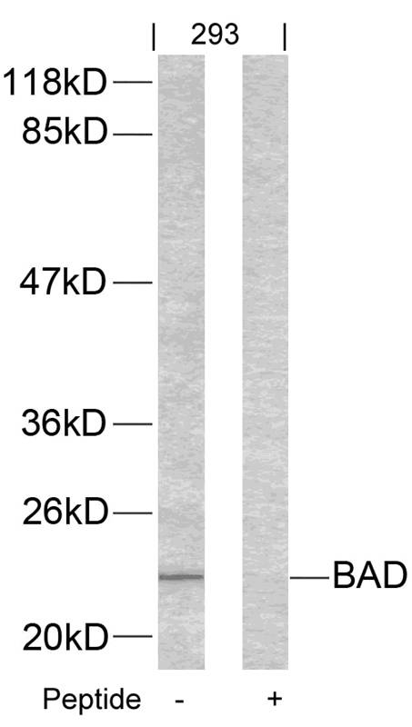 Polyclonal Antibody to BAD (Ab-155)