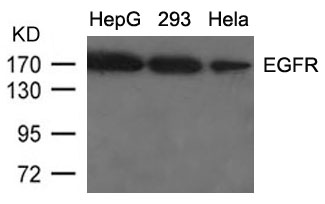 Polyclonal Antibody to EGFR (Ab-1092)