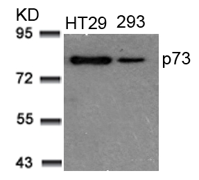 Polyclonal Antibody to p73 (Ab-99)