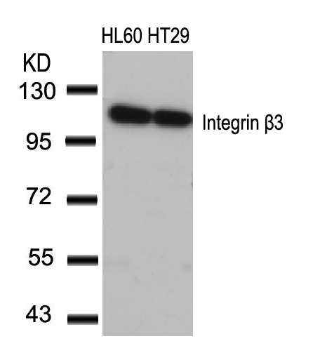 Polyclonal Antibody to Integrin beta3 (Ab-773)