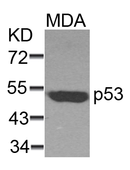 Polyclonal Antibody to p53 (Ab-37) (Discontinued)