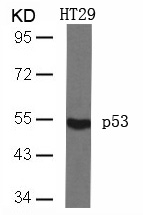 Polyclonal Antibody to p53 (Ab-46)