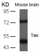 Polyclonal Antibody to Tau (Ab-235)