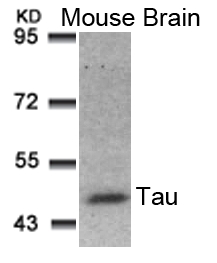 Polyclonal Antibody to Tau (Ab-181)