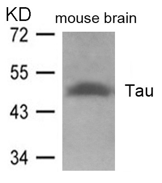 Polyclonal Antibody to Tau (Ab-262)