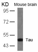 Polyclonal Antibody to Tau (Ab-404)