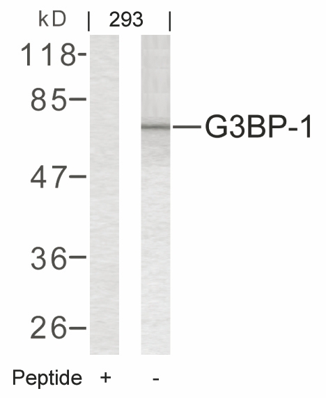 Polyclonal Antibody to G3BP-1 (Ab-232)