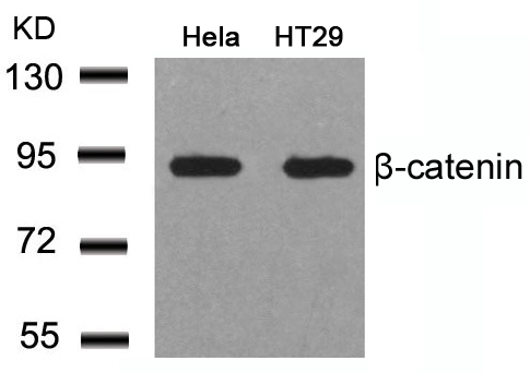 Polyclonal Antibody to beta-Catenin (Ab-41/45)