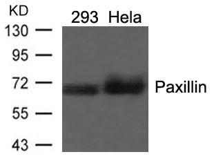 Polyclonal Antibody to Paxillin (Ab-118)