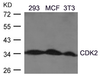 Polyclonal Antibody to CDK2 (Ab-160)