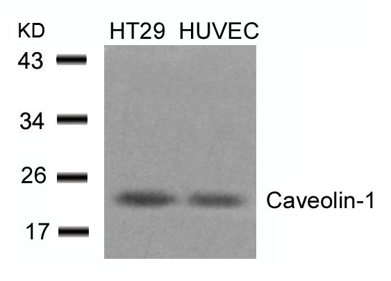 Polyclonal Antibody to Caveolin-1 (Ab-14)