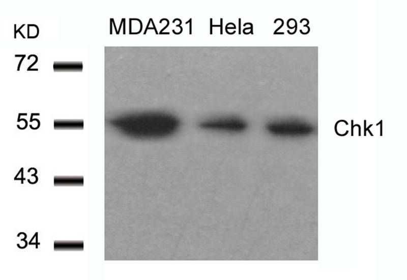 Polyclonal Antibody to Chk1 (Ab-317)