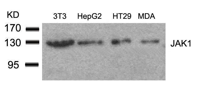 Polyclonal Antibody to JAK1 (Ab-1022)