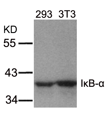 Polyclonal Antibody to IkB- Alpha (Ab-32/36)