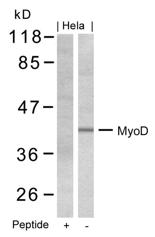 Polyclonal Antibody to MyoD (Ab-200)