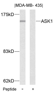 Polyclonal Antibody to ASK1 (Ab-83)