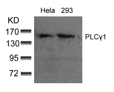 Polyclonal Antibody to PLC Gamma1 (Ab-783)