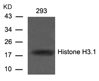 Polyclonal Antibody to Histone H3.1 (Ab-10)