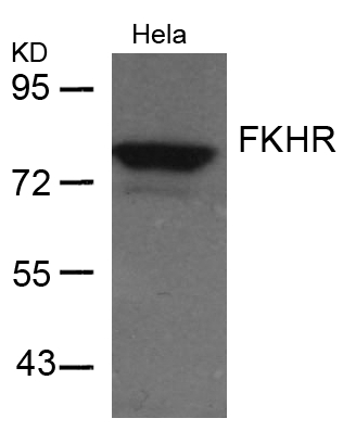 Polyclonal Antibody to FKHR (Ab-256)