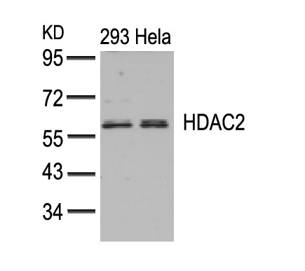 Polyclonal Antibody to HDAC2 (Ab-394)