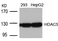 Polyclonal Antibody to HDAC5 (Ab-498)