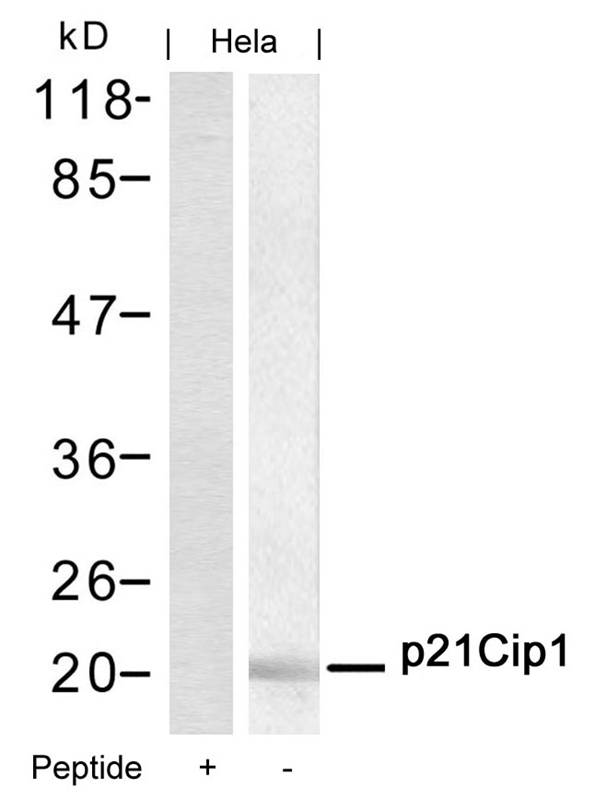 Polyclonal Antibody to p21Cip1 (Ab-145)