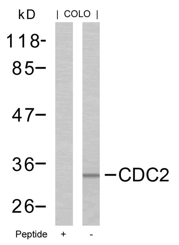 Polyclonal Antibody to CDC2 (Ab-161)