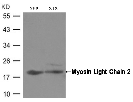 Polyclonal Antibody to Myosin Light Chain 2 (Ab-19)