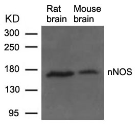 Polyclonal Antibody to nNOS (Ab-852)