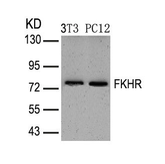 Polyclonal Antibody to FKHR (Ab-319)