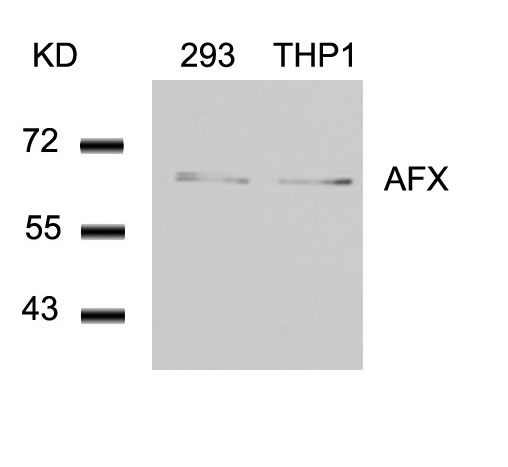 Polyclonal Antibody to AFX (Ab-197)