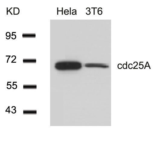 Polyclonal Antibody to cdc25A (Ab-76)