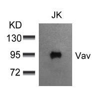 Polyclonal Antibody to Vav (Ab-174)