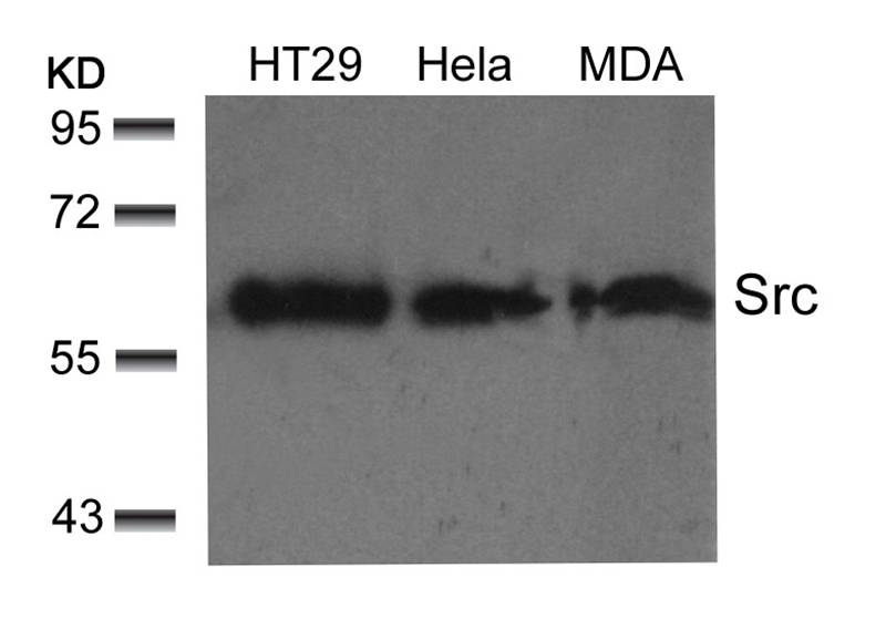 Polyclonal Antibody to Src (Ab-529)