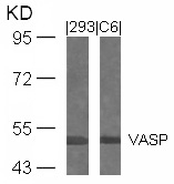 Polyclonal Antibody to VASP (Ab-239)