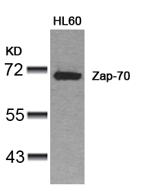 Polyclonal Antibody to Zap-70 (Ab-319)