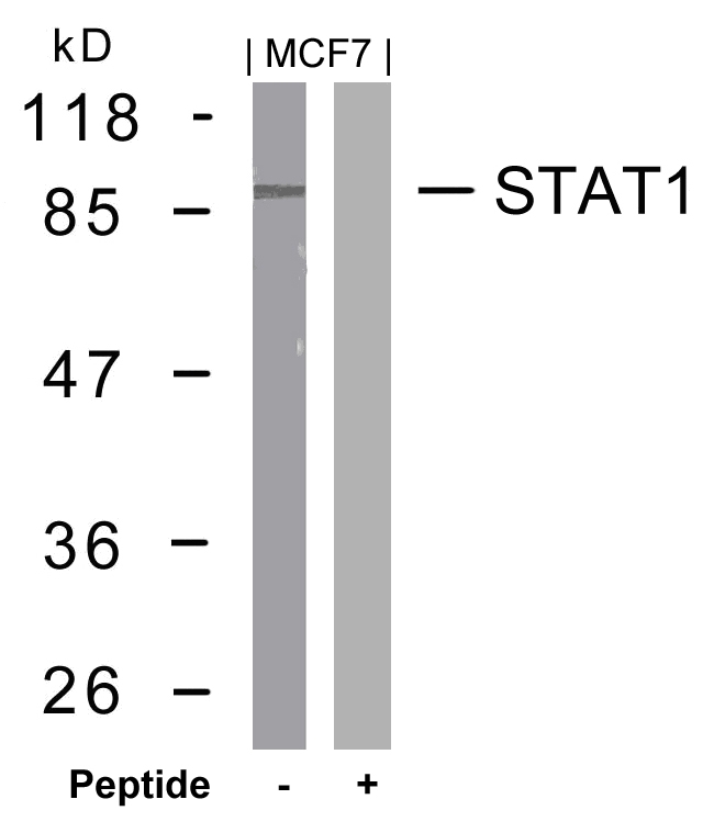 Polyclonal Antibody to STAT1 (Ab-727)