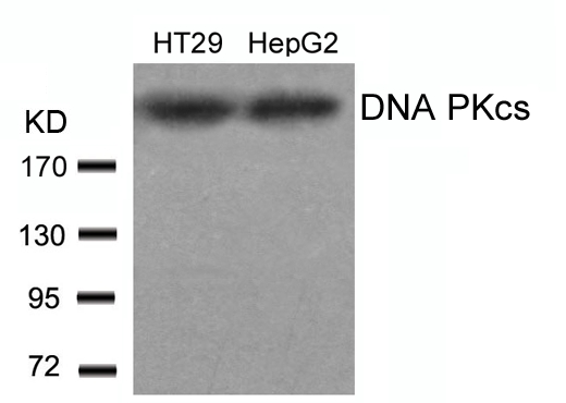 Polyclonal Antibody to DNA PKcs (Ab-2609)