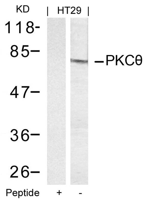 Polyclonal Antibody to PKC Theta (Ab-695)