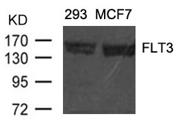 Polyclonal Antibody to FLT3 (Ab-591)