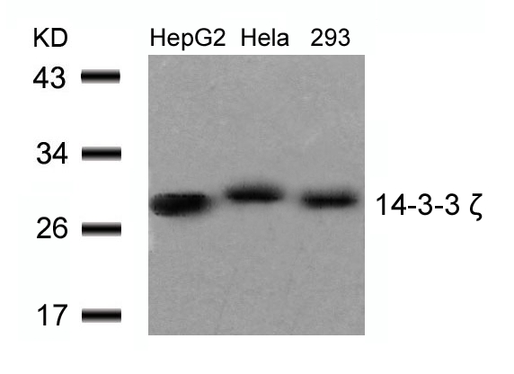 Polyclonal Antibody to 14-3-3 zeta (Ab-58)