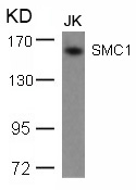 Polyclonal Antibody to SMC1 (Ab-957)