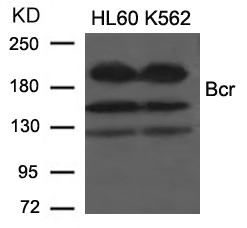 Polyclonal Antibody to Bcr (Ab-177)