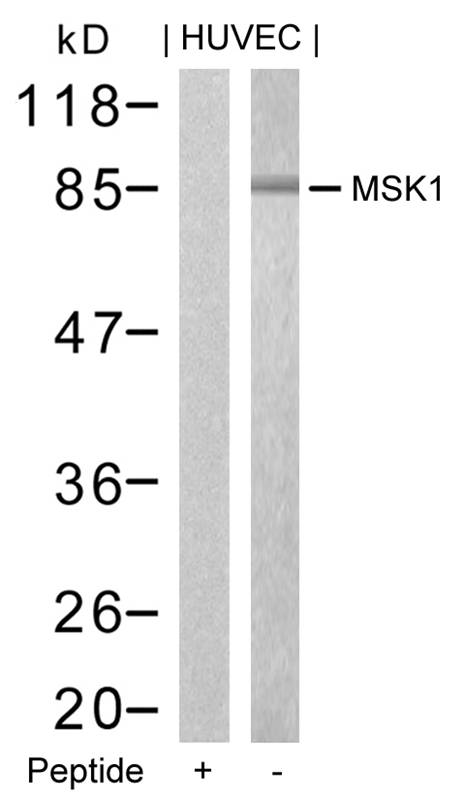 Polyclonal Antibody to MSK1 (Ab-376)