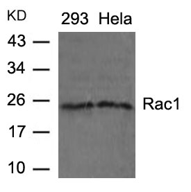 Polyclonal Antibody to Rac1 (Ab-71)