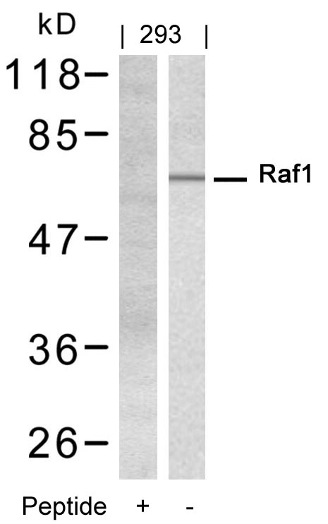 Polyclonal Antibody to Raf1 (Ab-338)