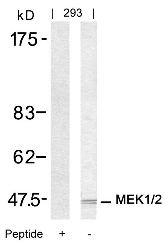 Polyclonal Antibody to MEK1/MEK2 (Ab-217/221)