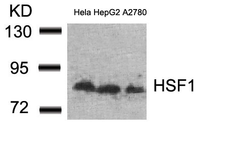 Polyclonal Antibody to HSF1 (Ab-307)