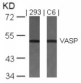 Polyclonal Antibody to VASP (Ab-157)